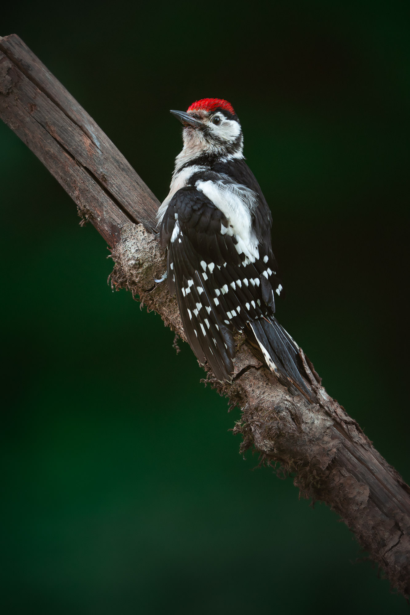 masterclass lightroom fauna-10