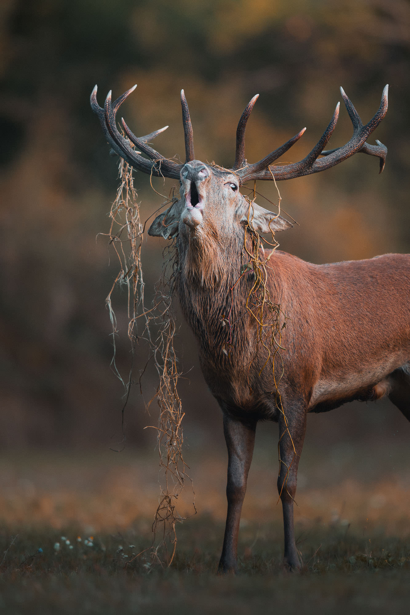 masterclass lightroom fauna-11