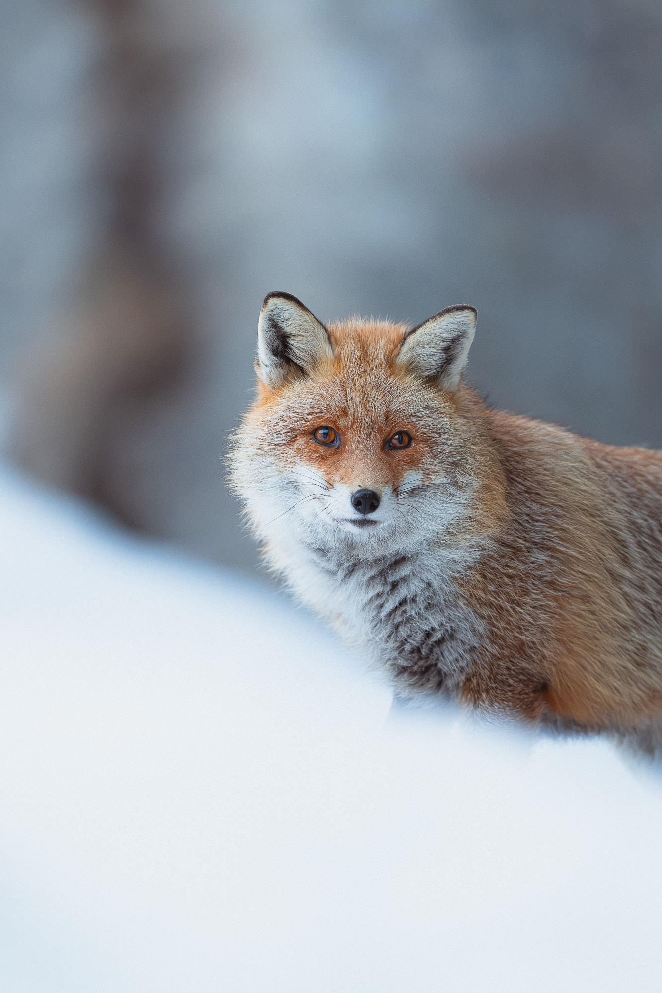 masterclass lightroom fauna-12