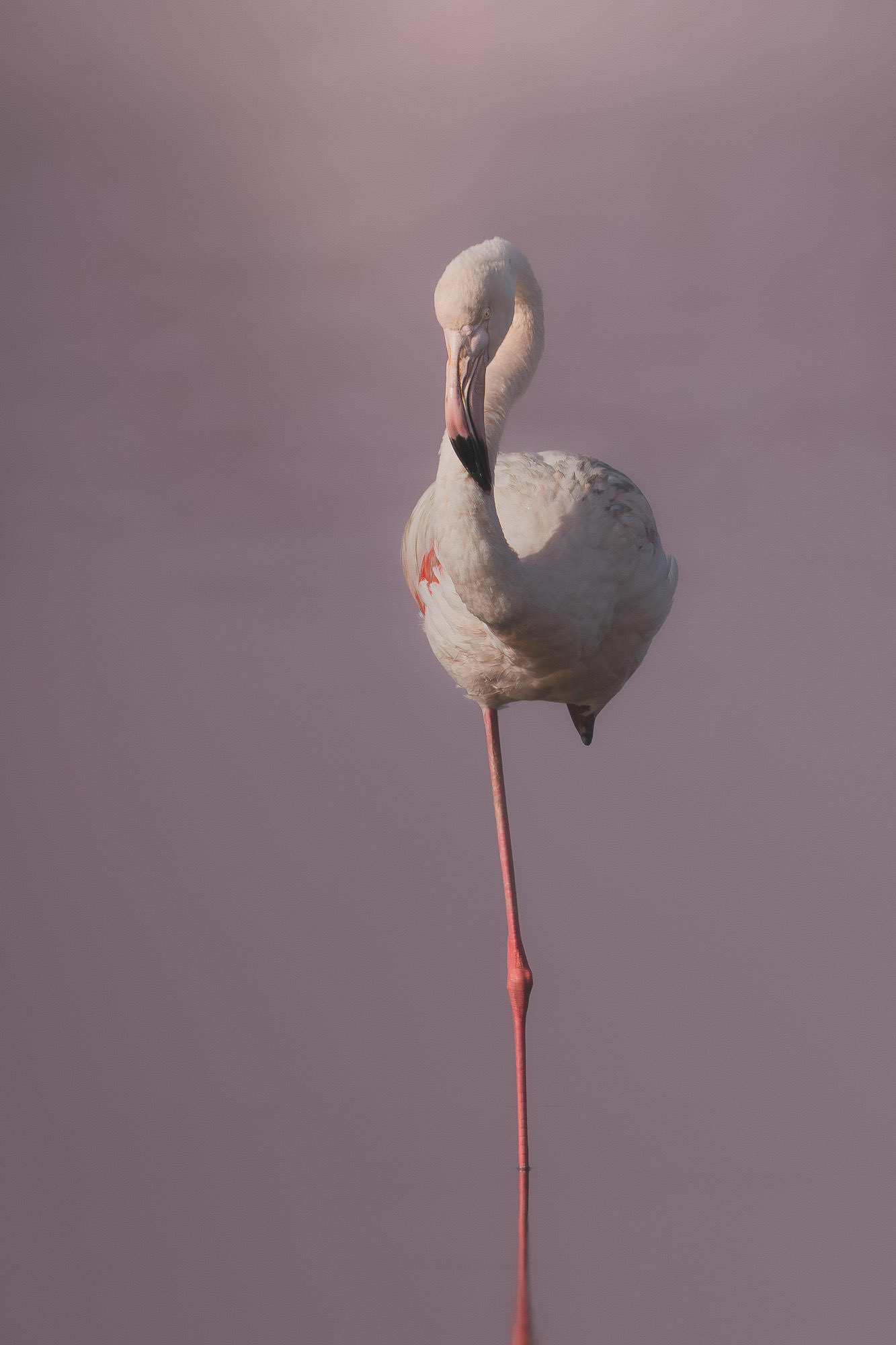 masterclass lightroom fauna