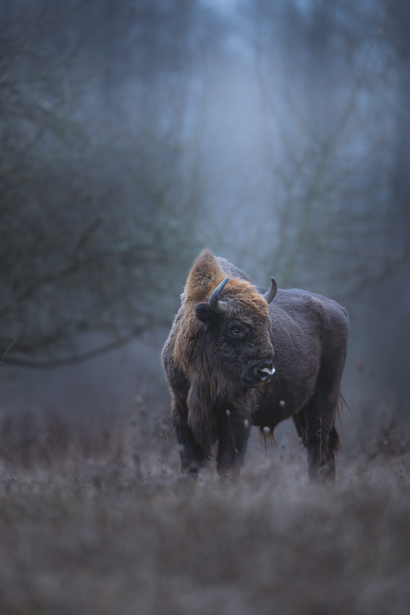 masterclass lightroom fauna-3