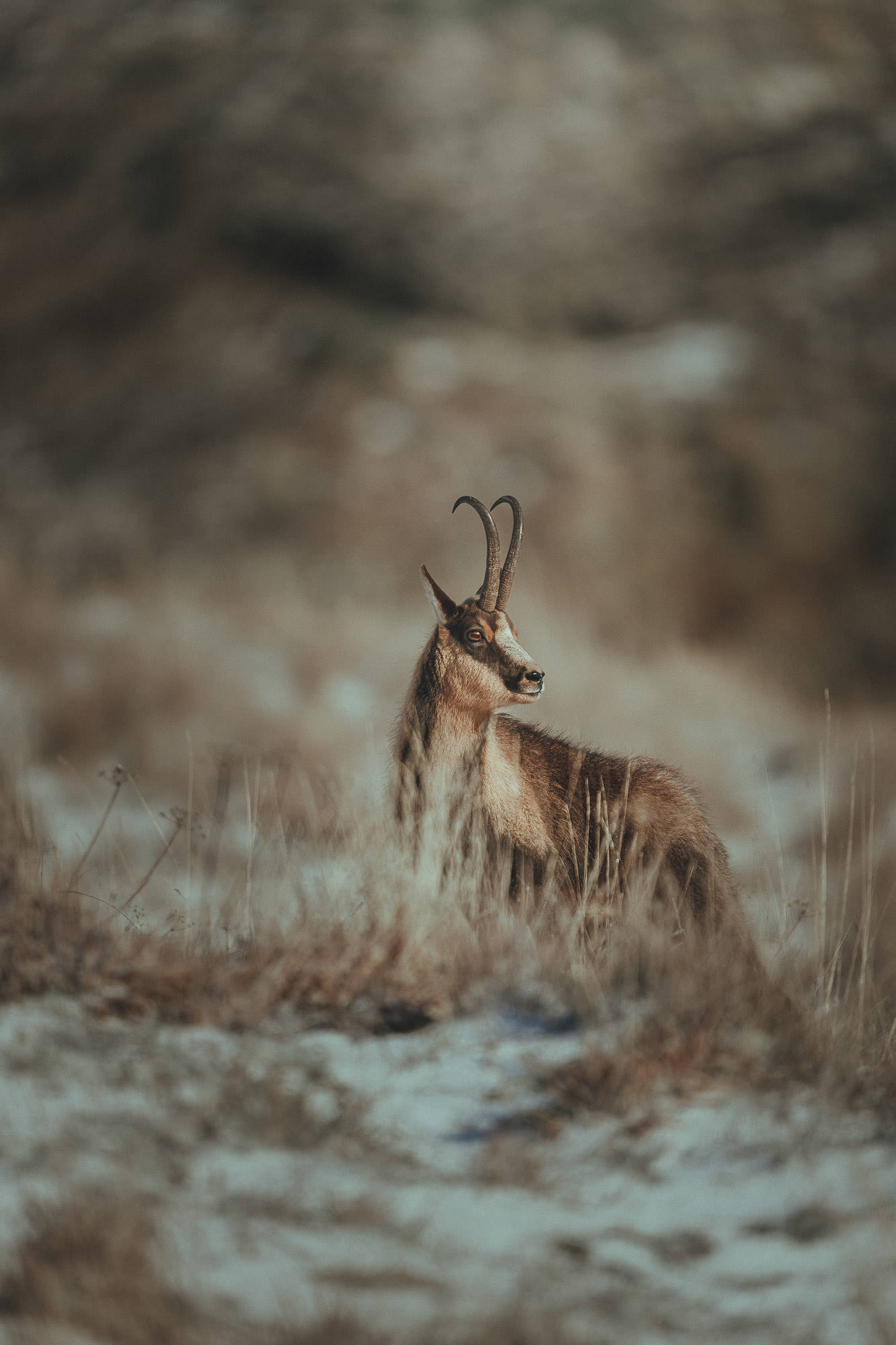 masterclass lightroom fauna-4