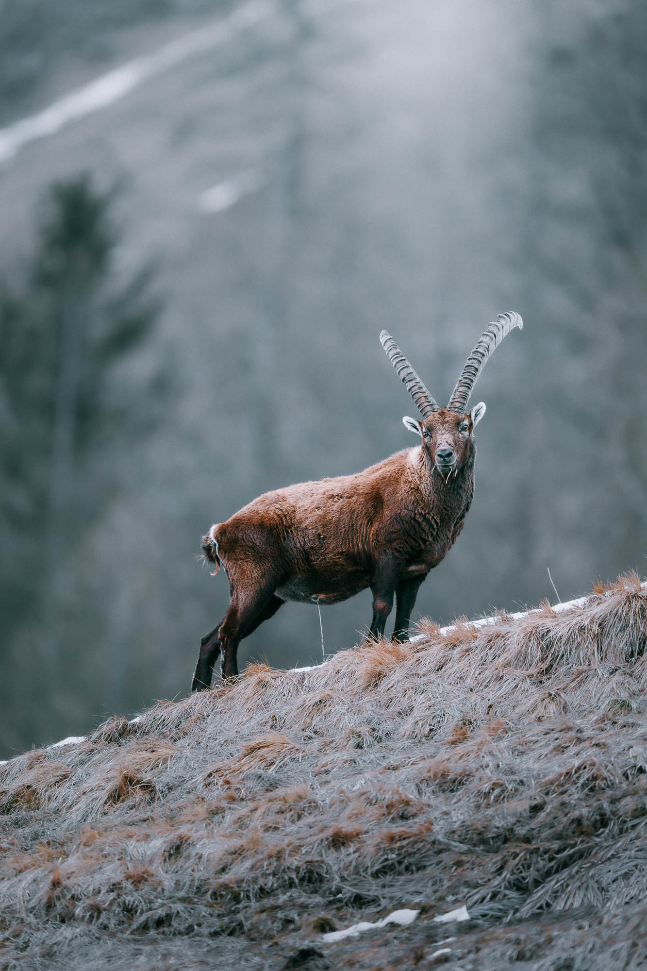 masterclass lightroom fauna-5