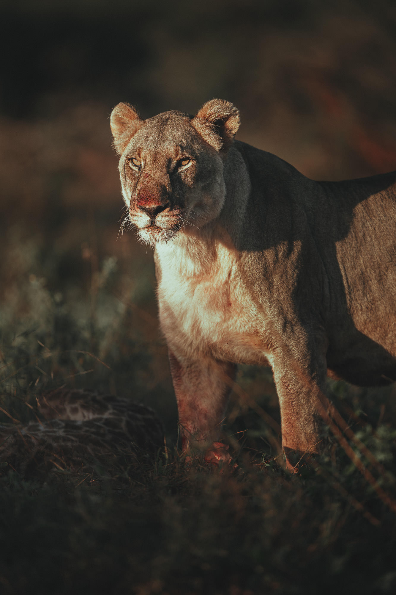 masterclass lightroom fauna-6