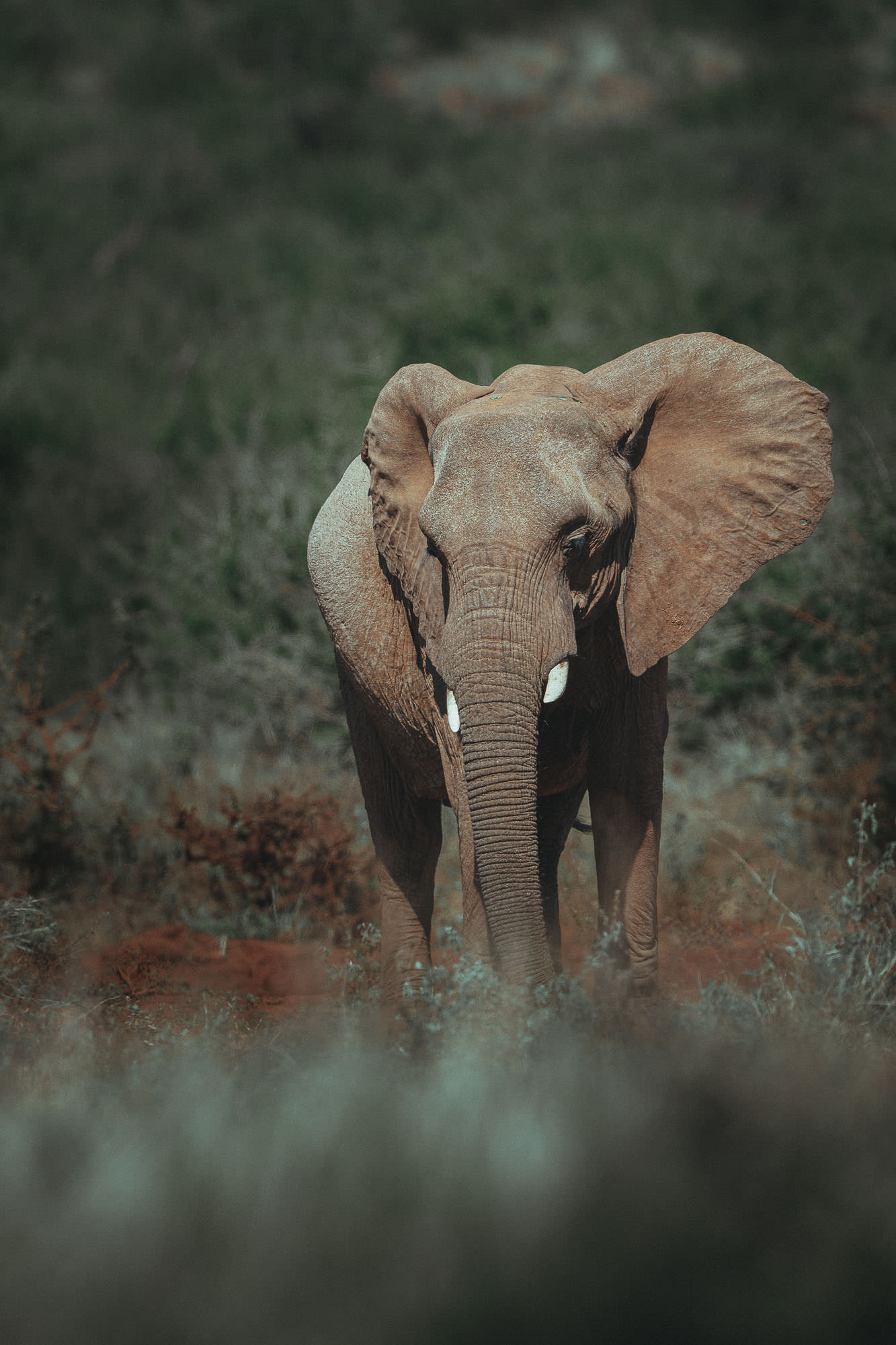 masterclass lightroom fauna-7