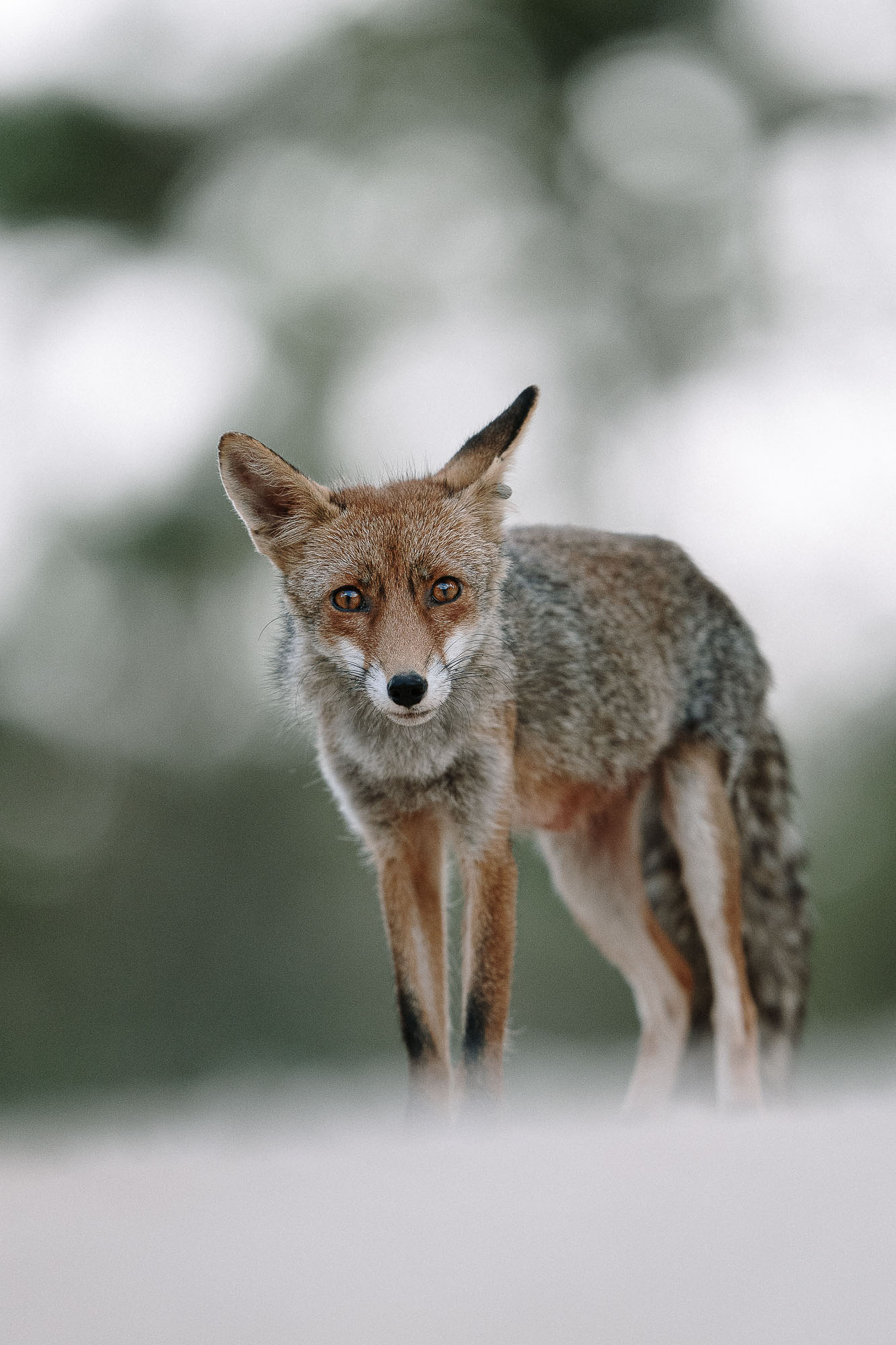 masterclass lightroom fauna-9